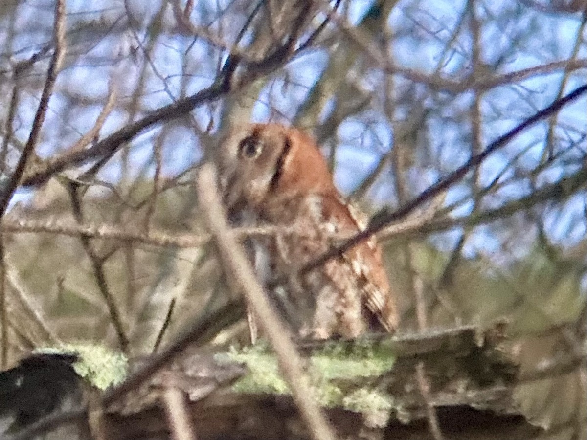 Eastern Screech-Owl - ML615868264