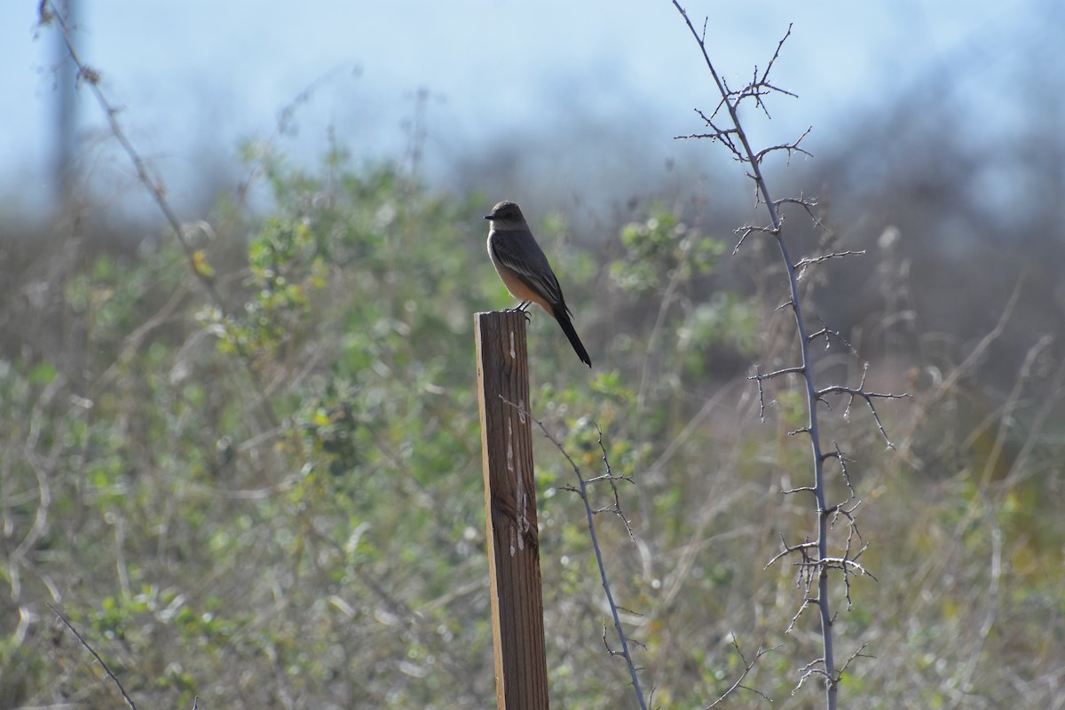 Say's Phoebe - ML615868280