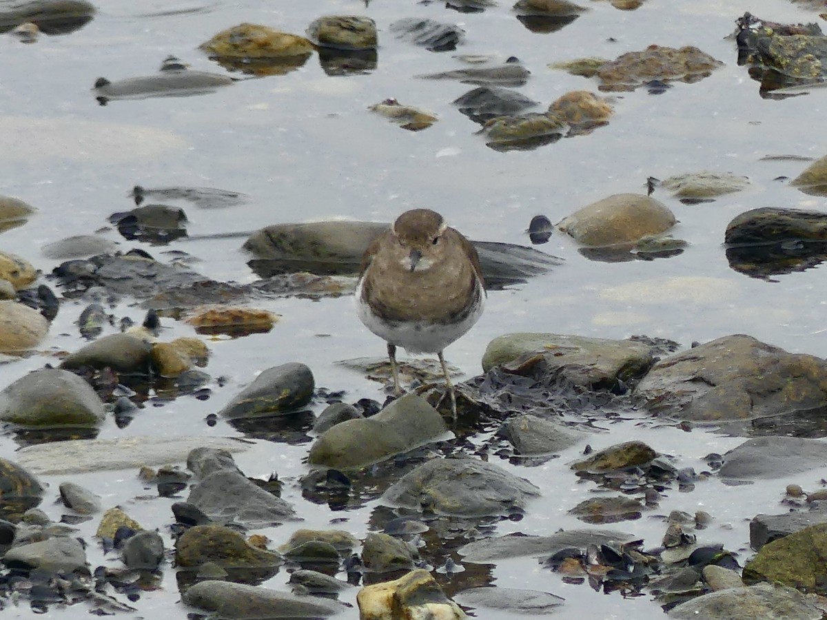 Rufous-chested Dotterel - Charles Duncan