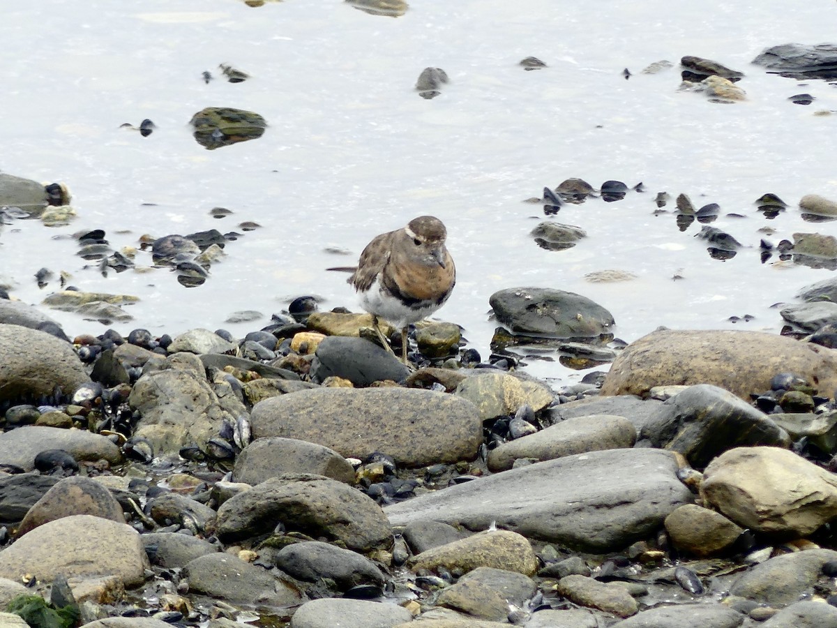 Rufous-chested Dotterel - ML615868301