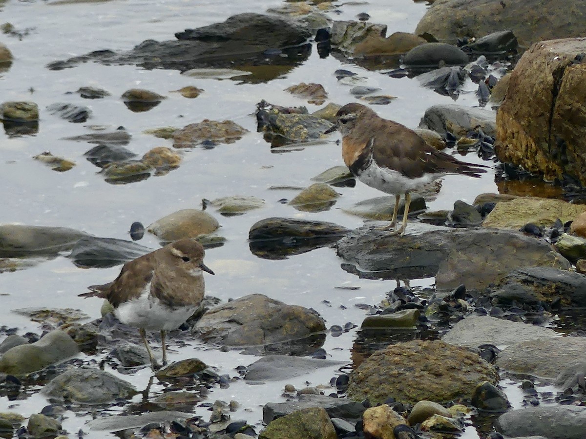 Rufous-chested Dotterel - ML615868302