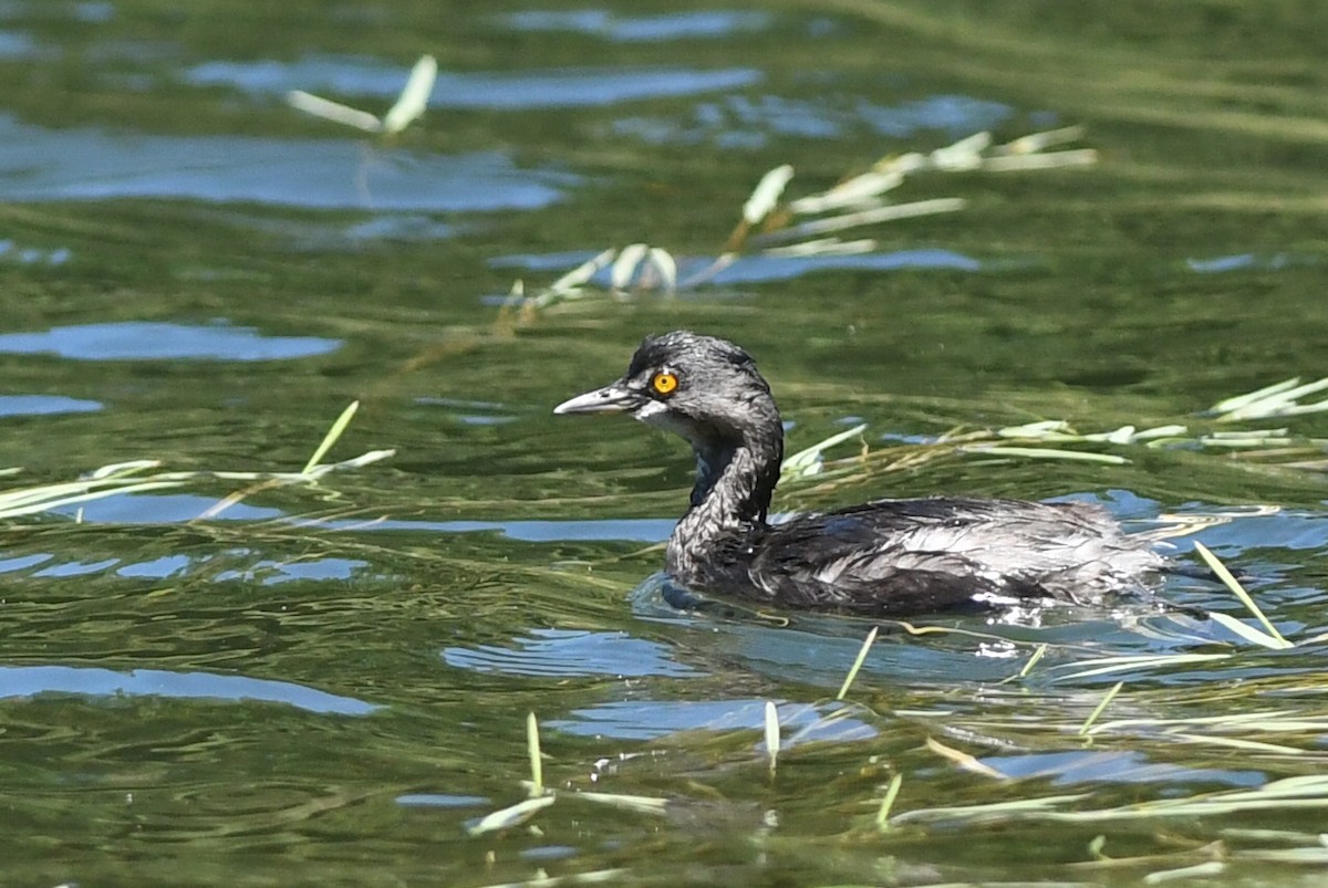 Least Grebe - ML615868406