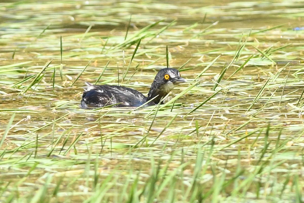 Least Grebe - ML615868407