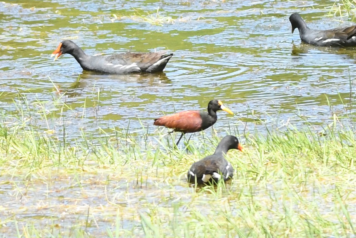 Northern Jacana - ML615868423