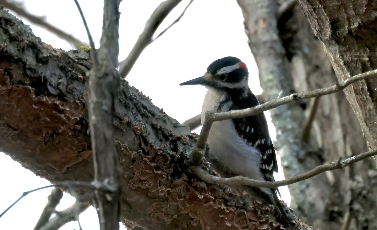 Hairy Woodpecker - ML615868503