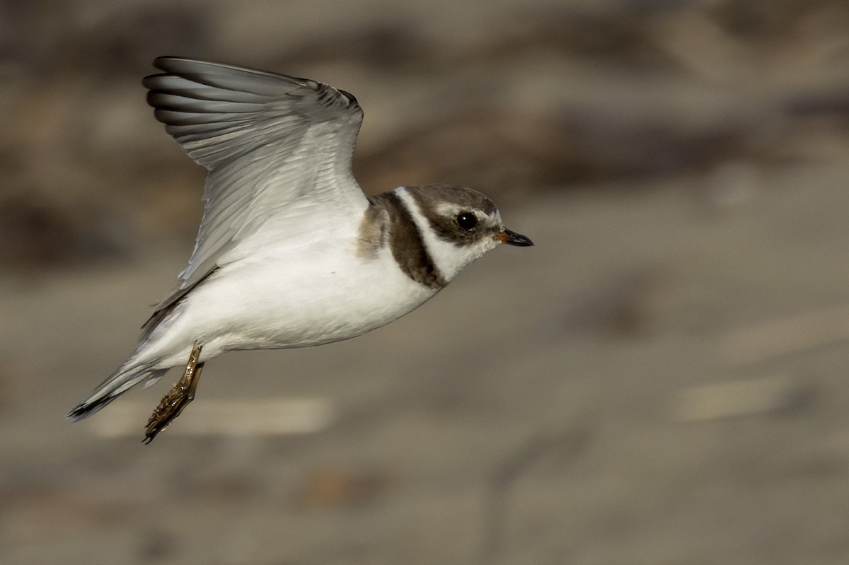 Semipalmated Plover - ML615868578