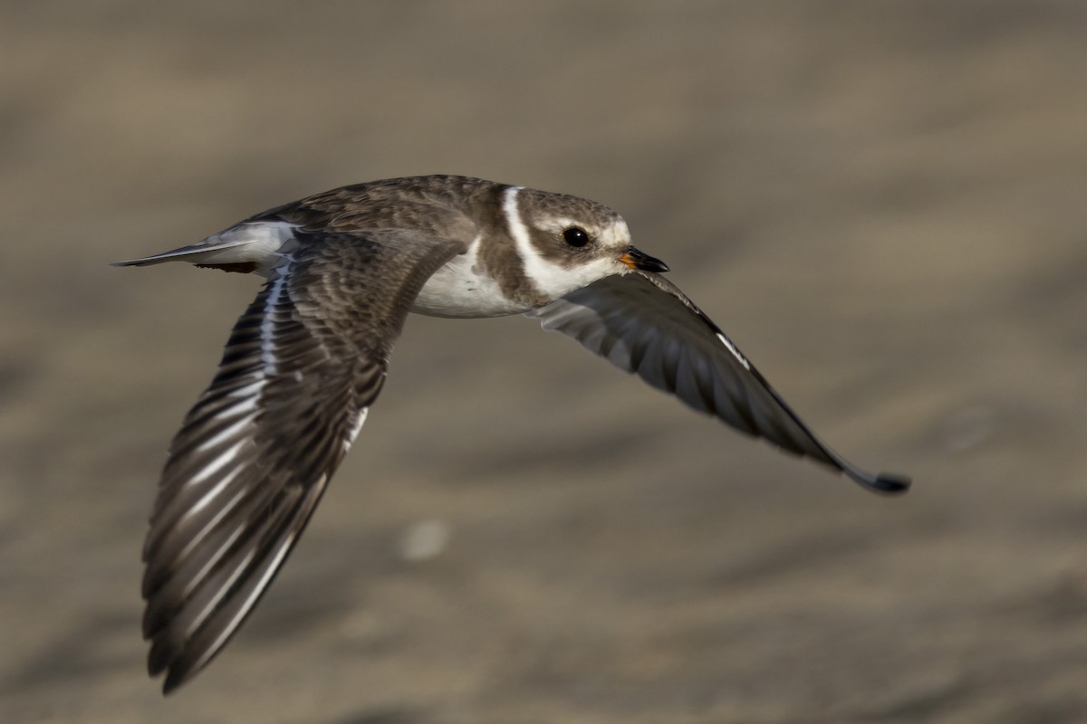 Semipalmated Plover - ML615868584