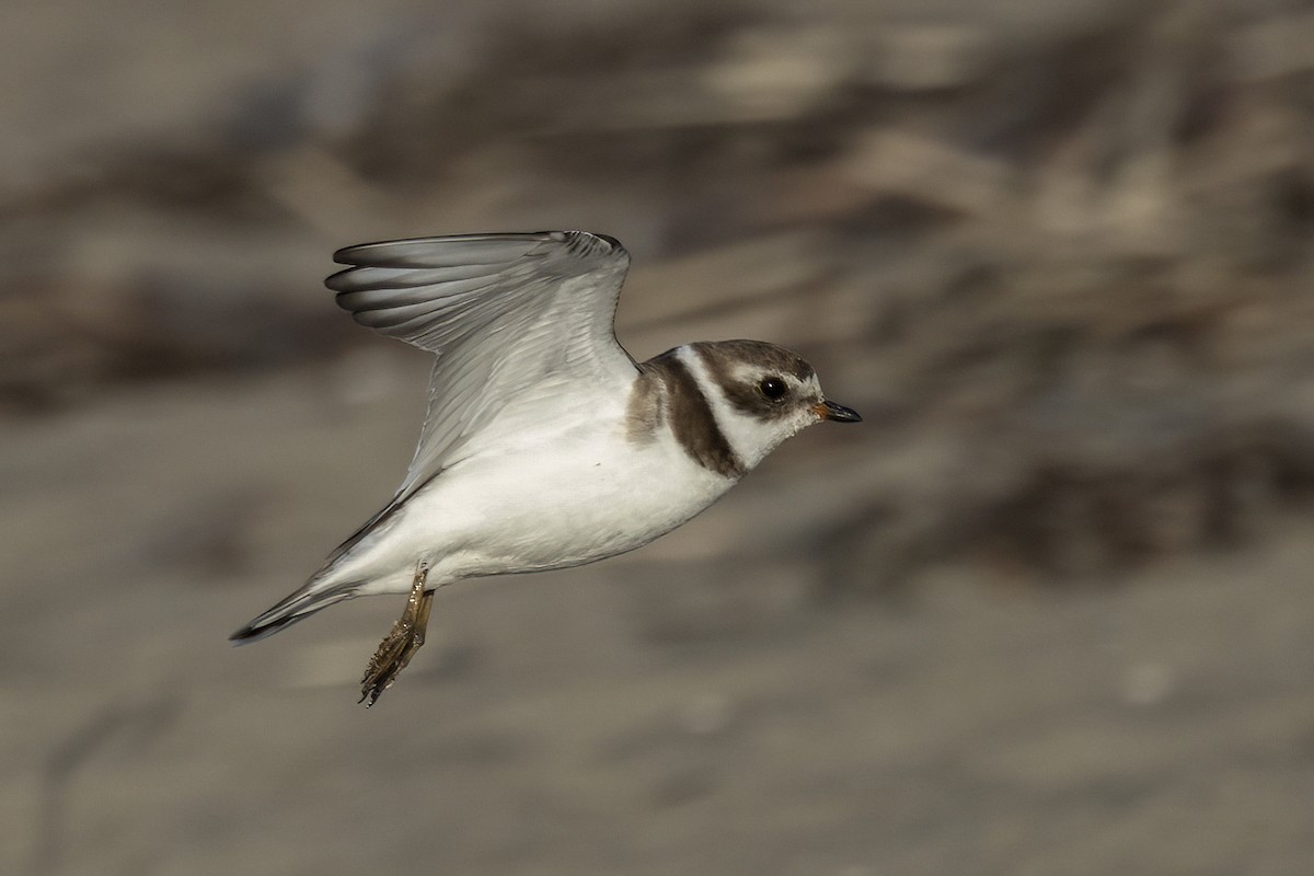 Semipalmated Plover - ML615868585