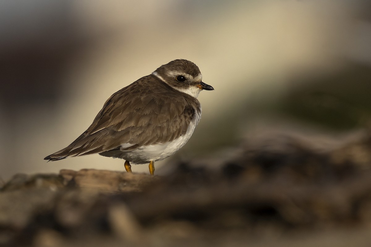 Semipalmated Plover - ML615868587
