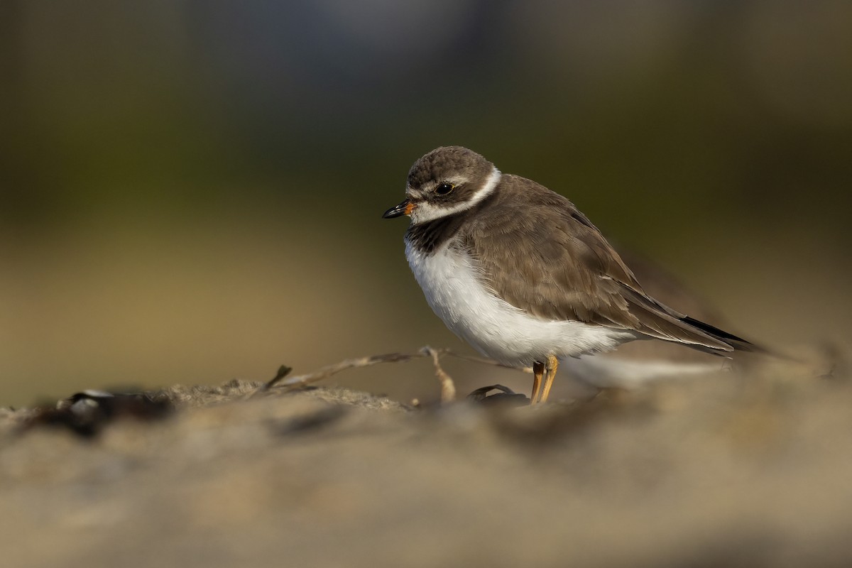 Semipalmated Plover - ML615868588