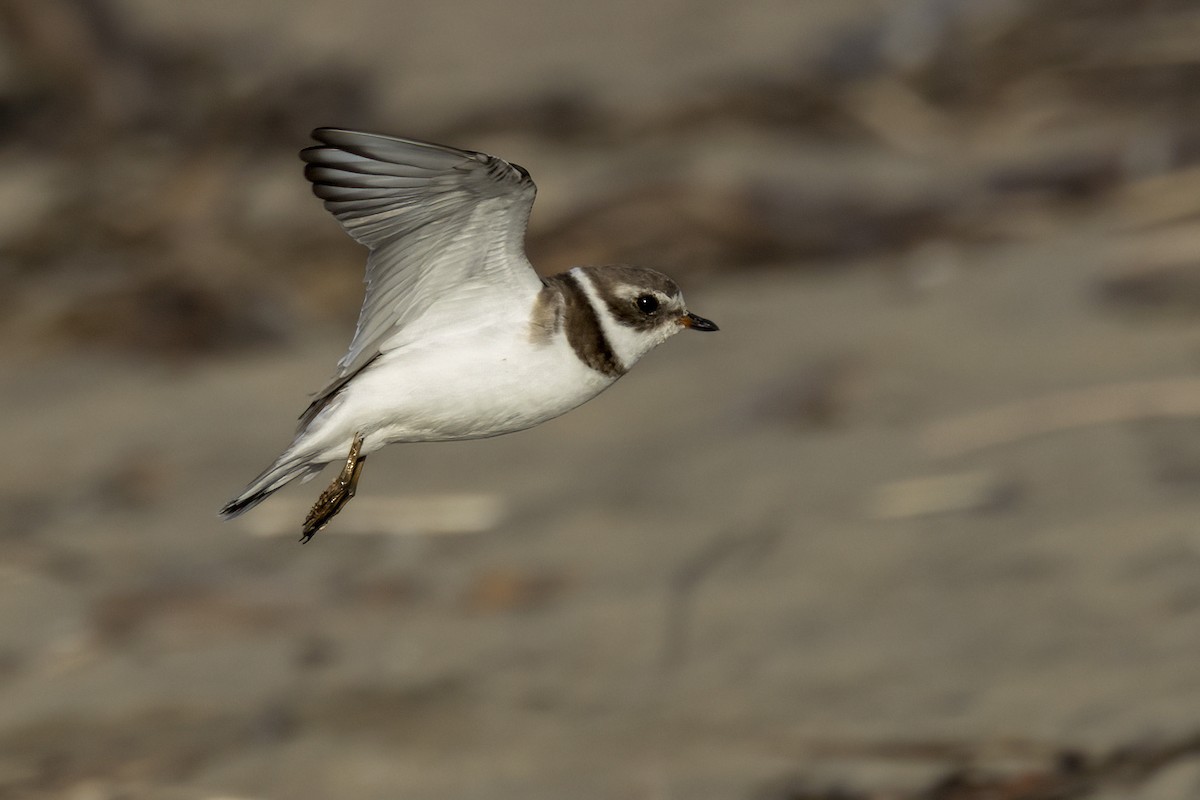 Semipalmated Plover - ML615868593