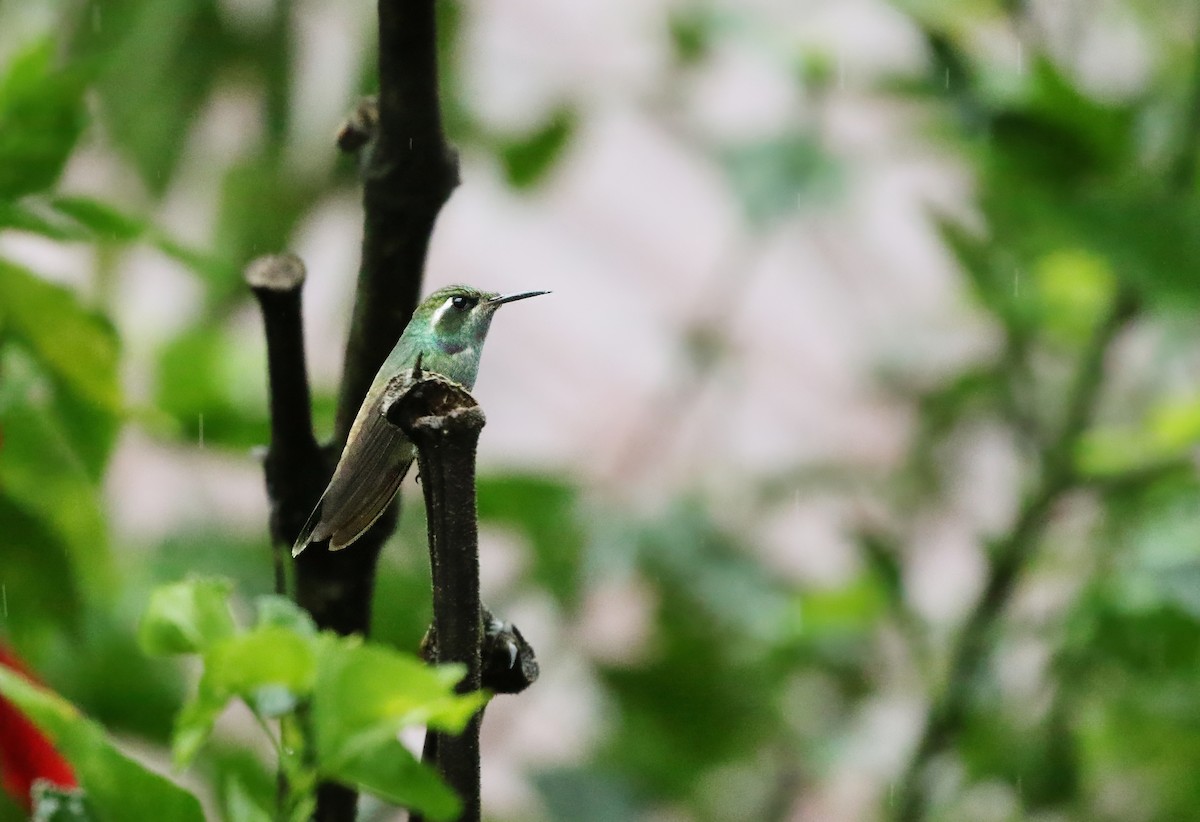 Geoffroy's Daggerbill - Richard Greenhalgh