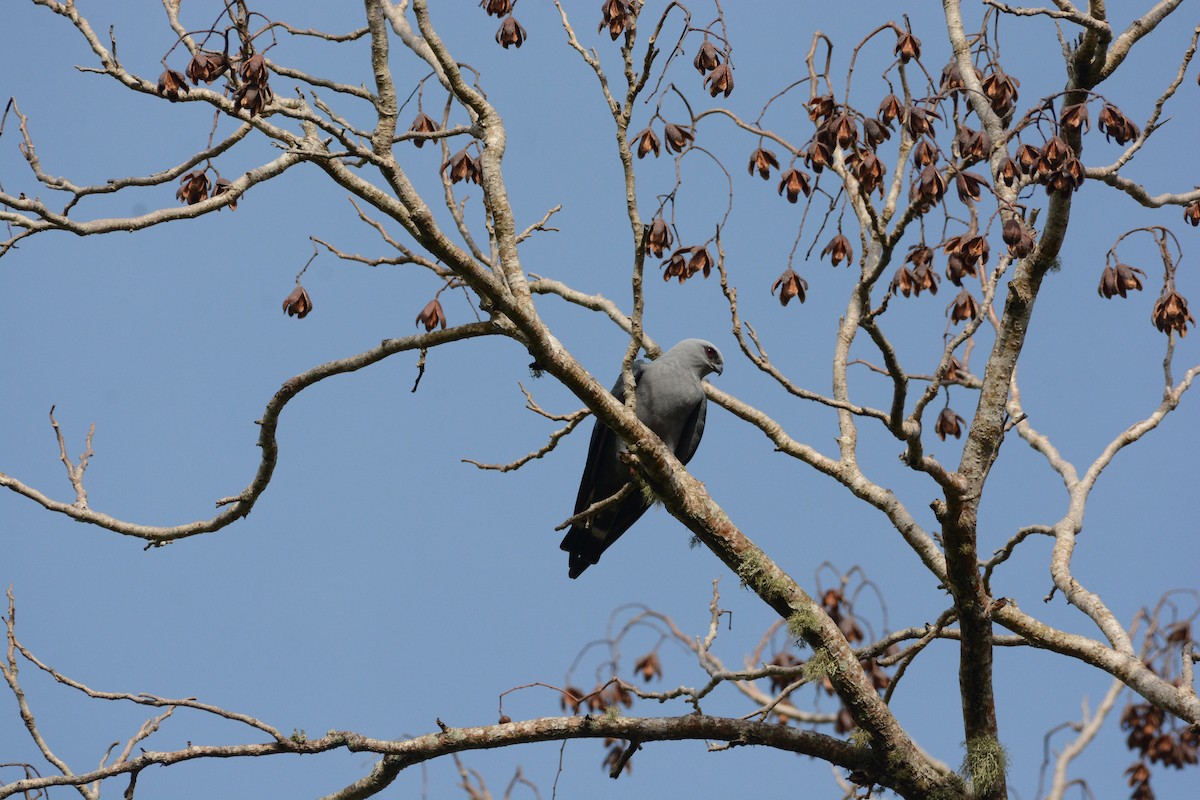 Plumbeous Kite - ML615868709