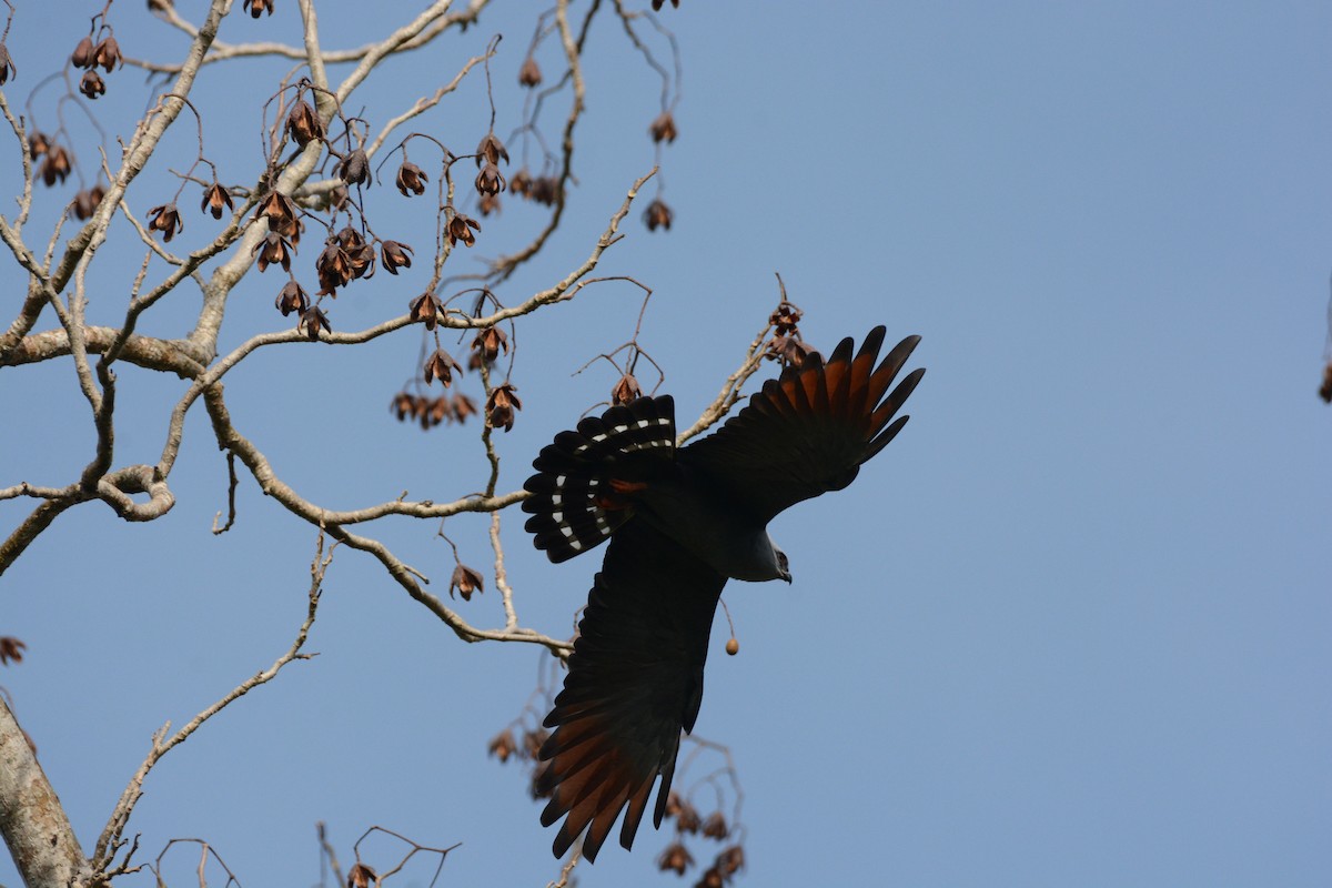 Plumbeous Kite - ML615868712