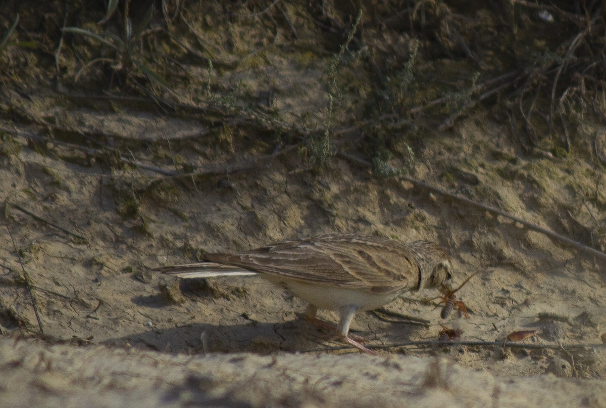 Greater Short-toed Lark - Marcelino Navarro Barba