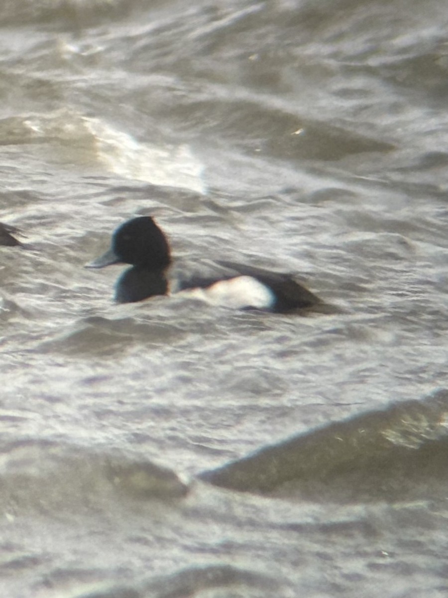 Lesser Scaup - ML615868741