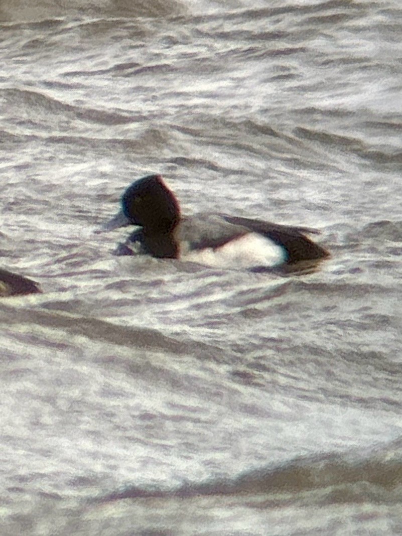 Lesser Scaup - ML615868743