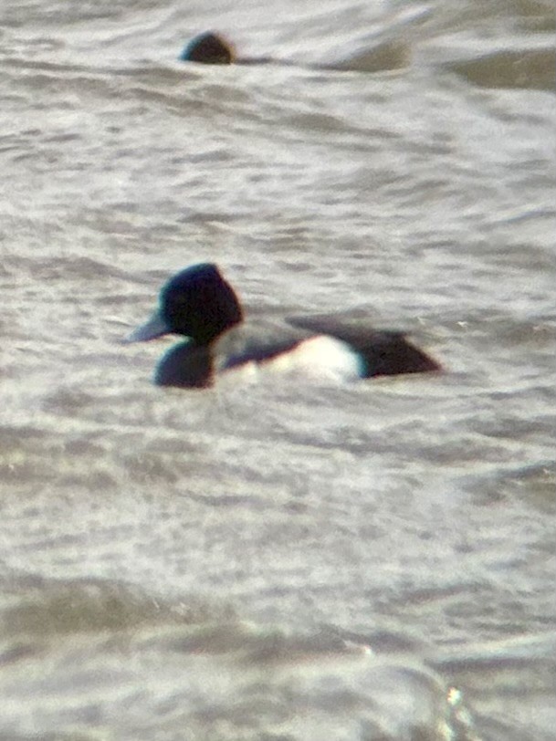 Lesser Scaup - ML615868744