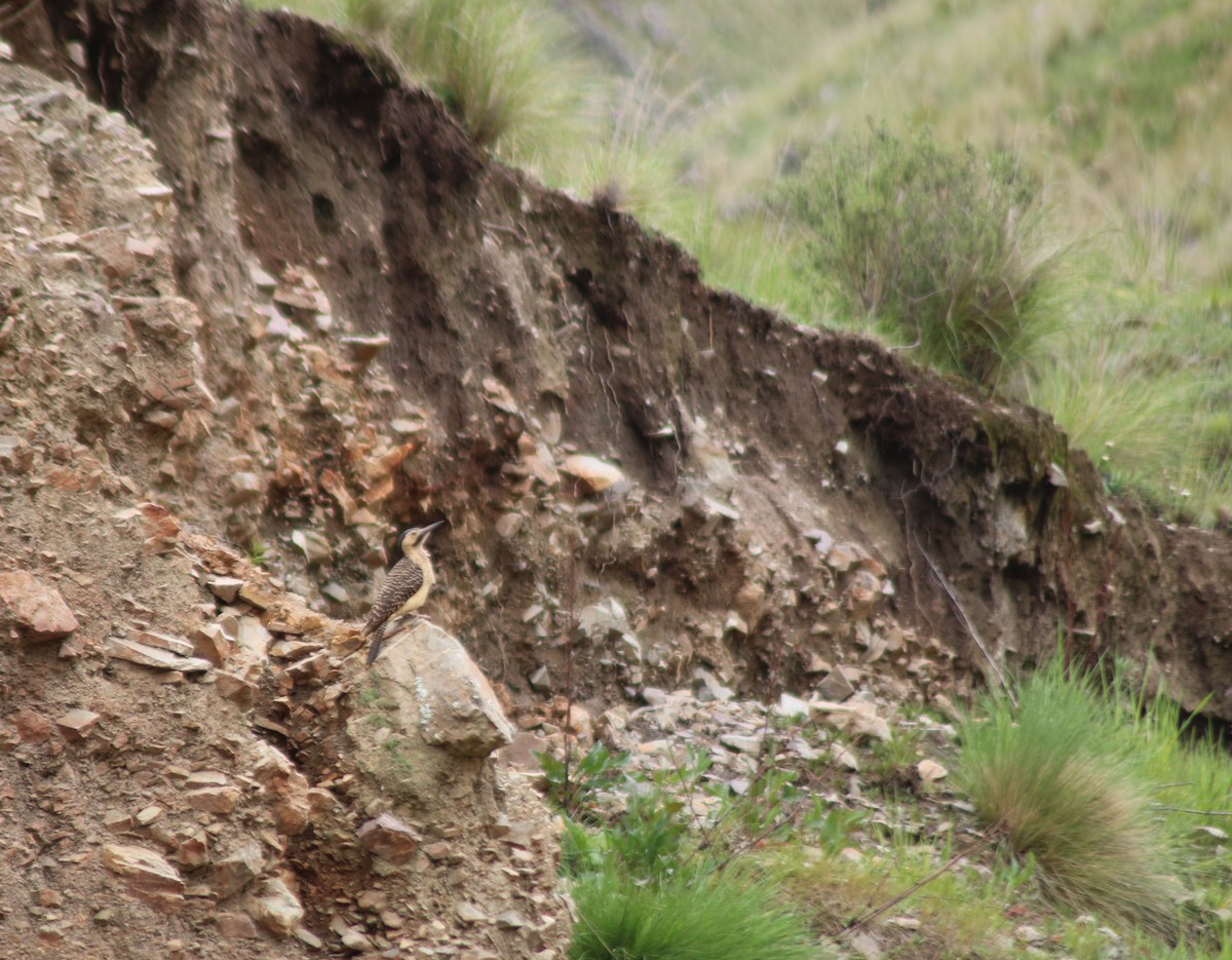 Andean Flicker - ML615868773