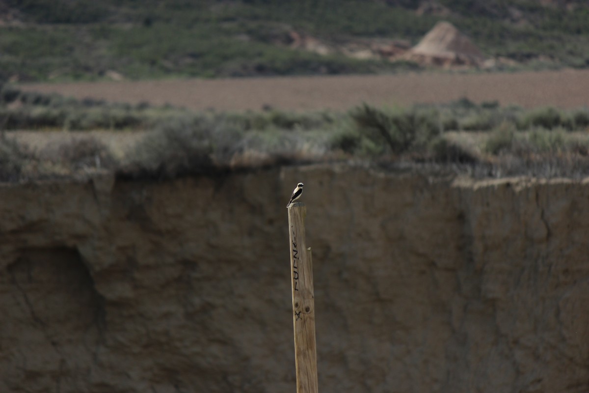 Western Black-eared Wheatear - Marcelino Navarro Barba