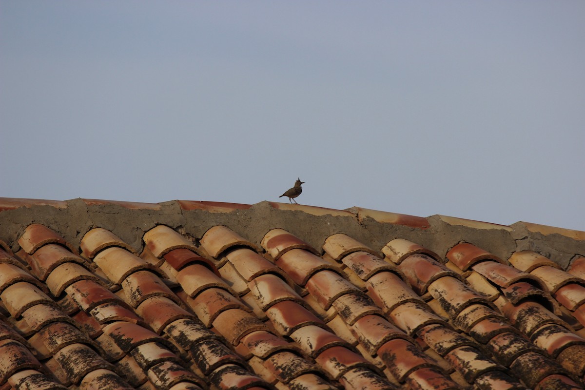 Crested Lark - ML615868851