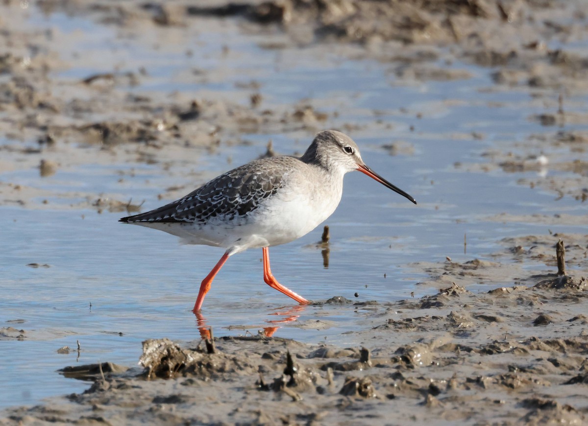 Spotted Redshank - ML615868855