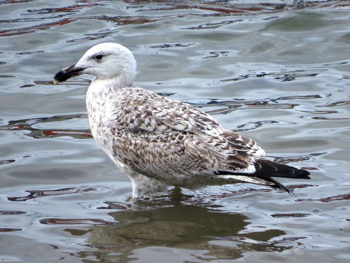 Great Black-backed Gull - ML615868864