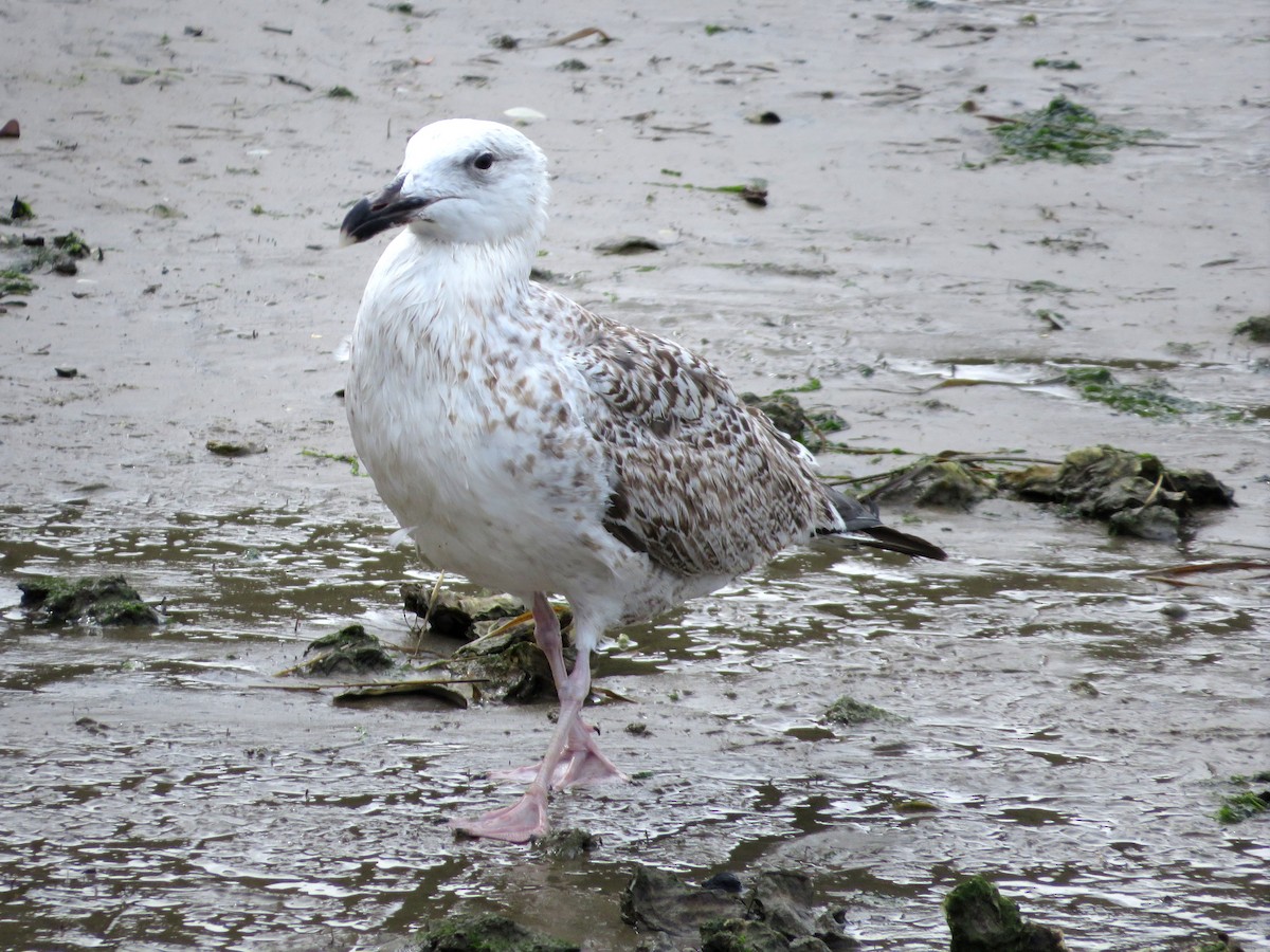 Great Black-backed Gull - ML615868866