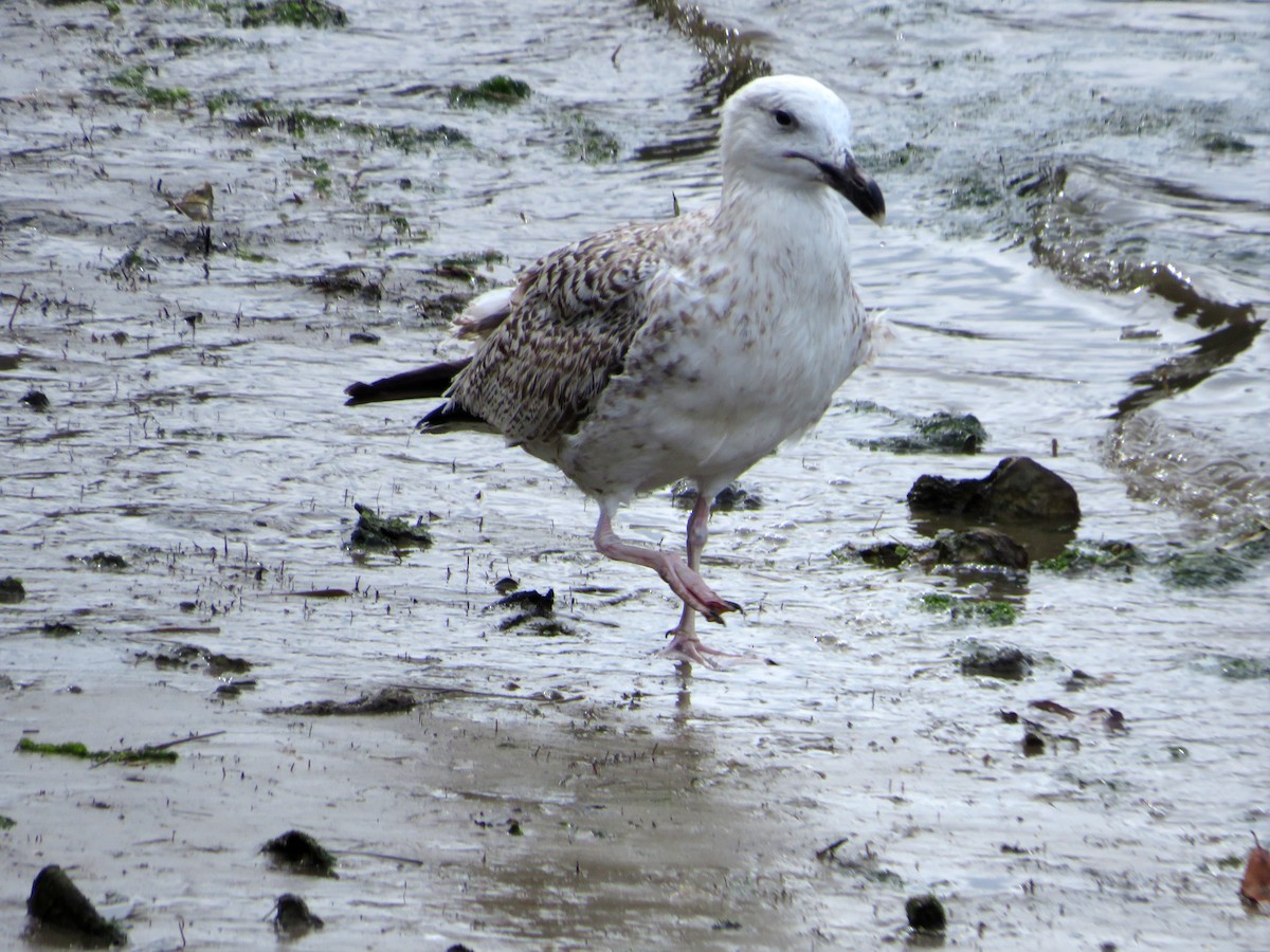 Great Black-backed Gull - Eduardo Blanco Vega