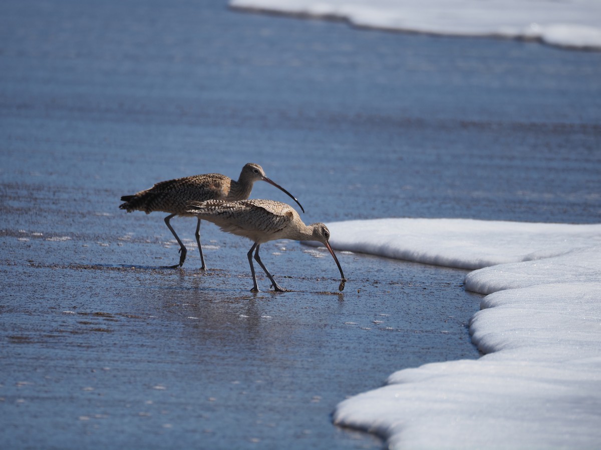 Long-billed Curlew - ML615868904