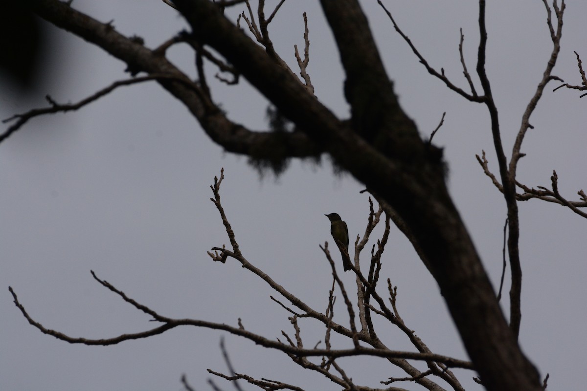 Eastern Wood-Pewee - Mark Hulme