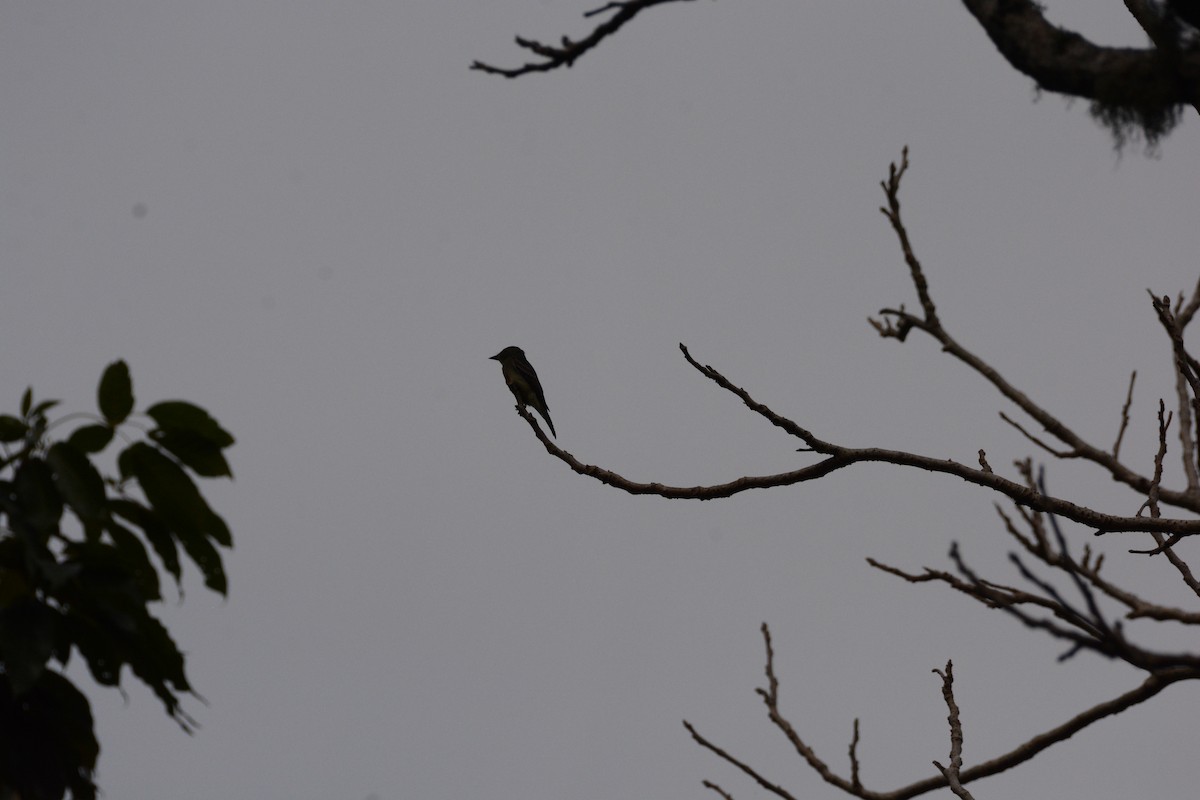 Eastern Wood-Pewee - ML615868966
