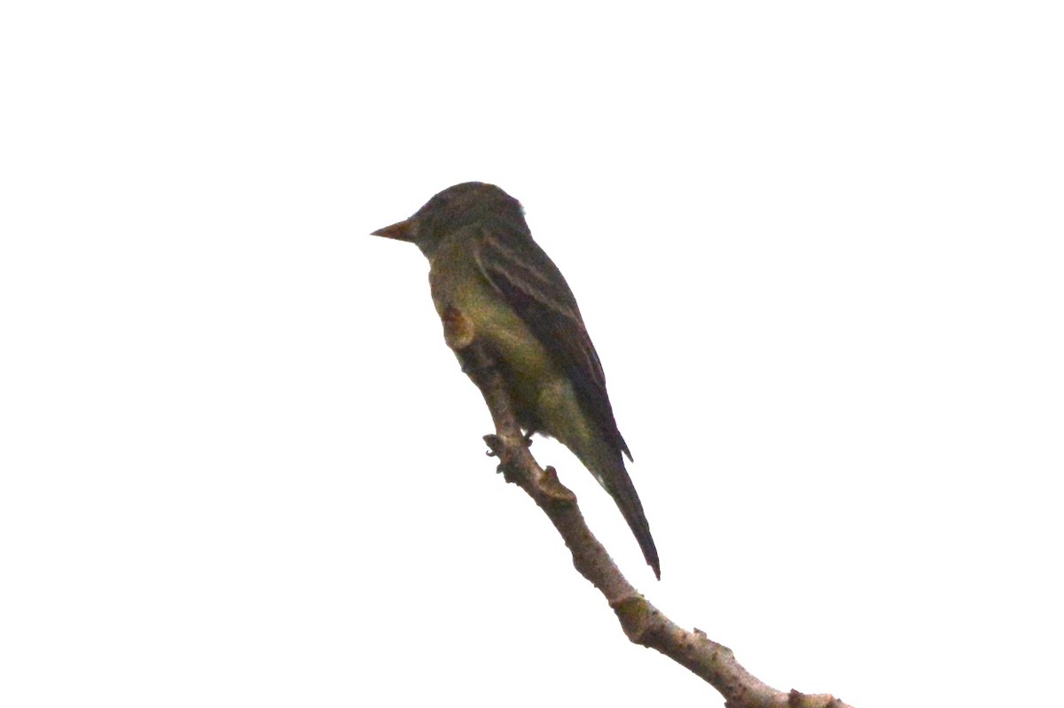 Eastern Wood-Pewee - Mark Hulme
