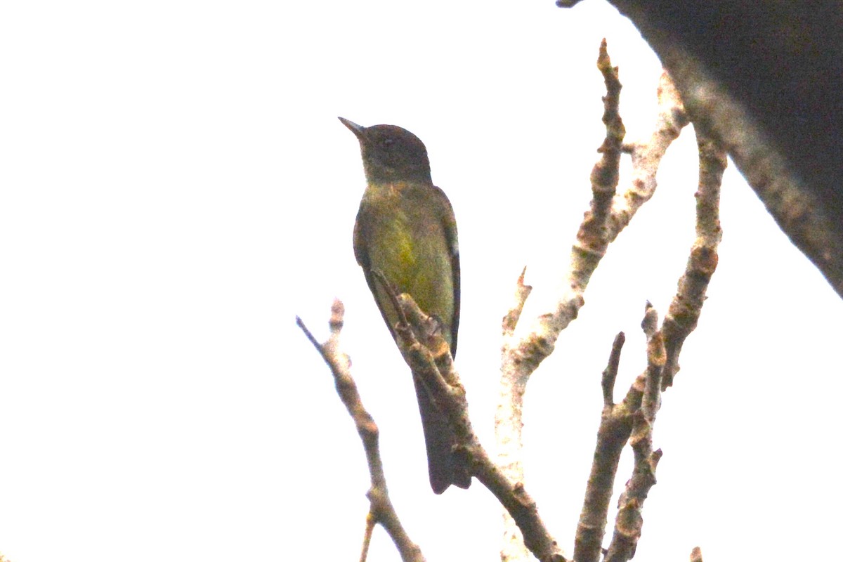 Eastern Wood-Pewee - ML615868977