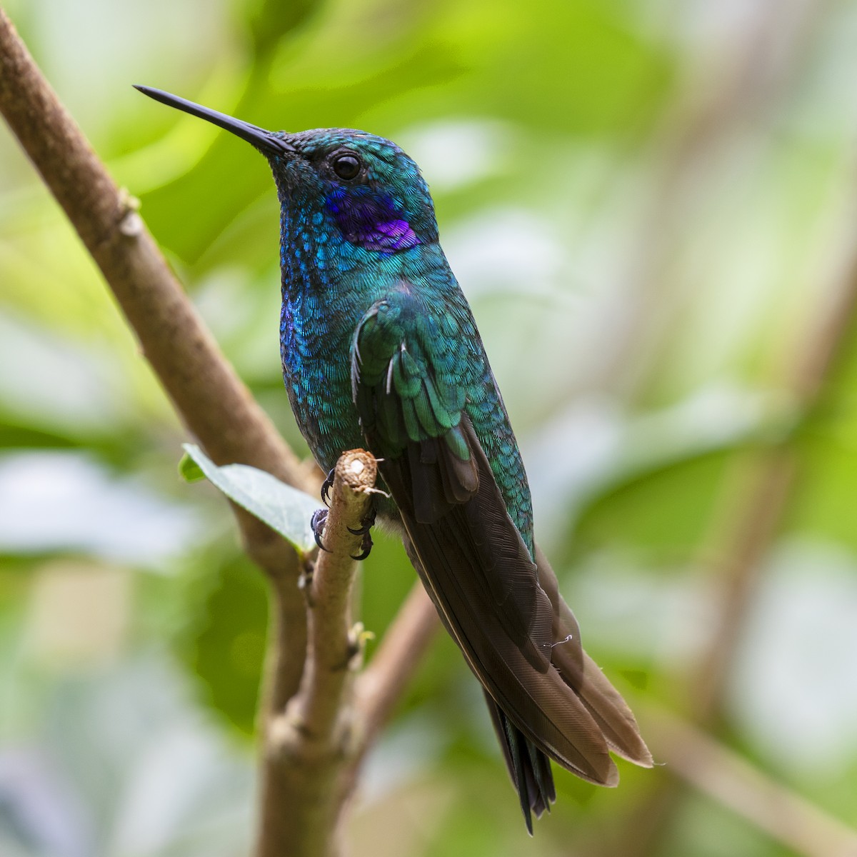 Colibrí Oreja Violeta Menor (andino) - ML615869008