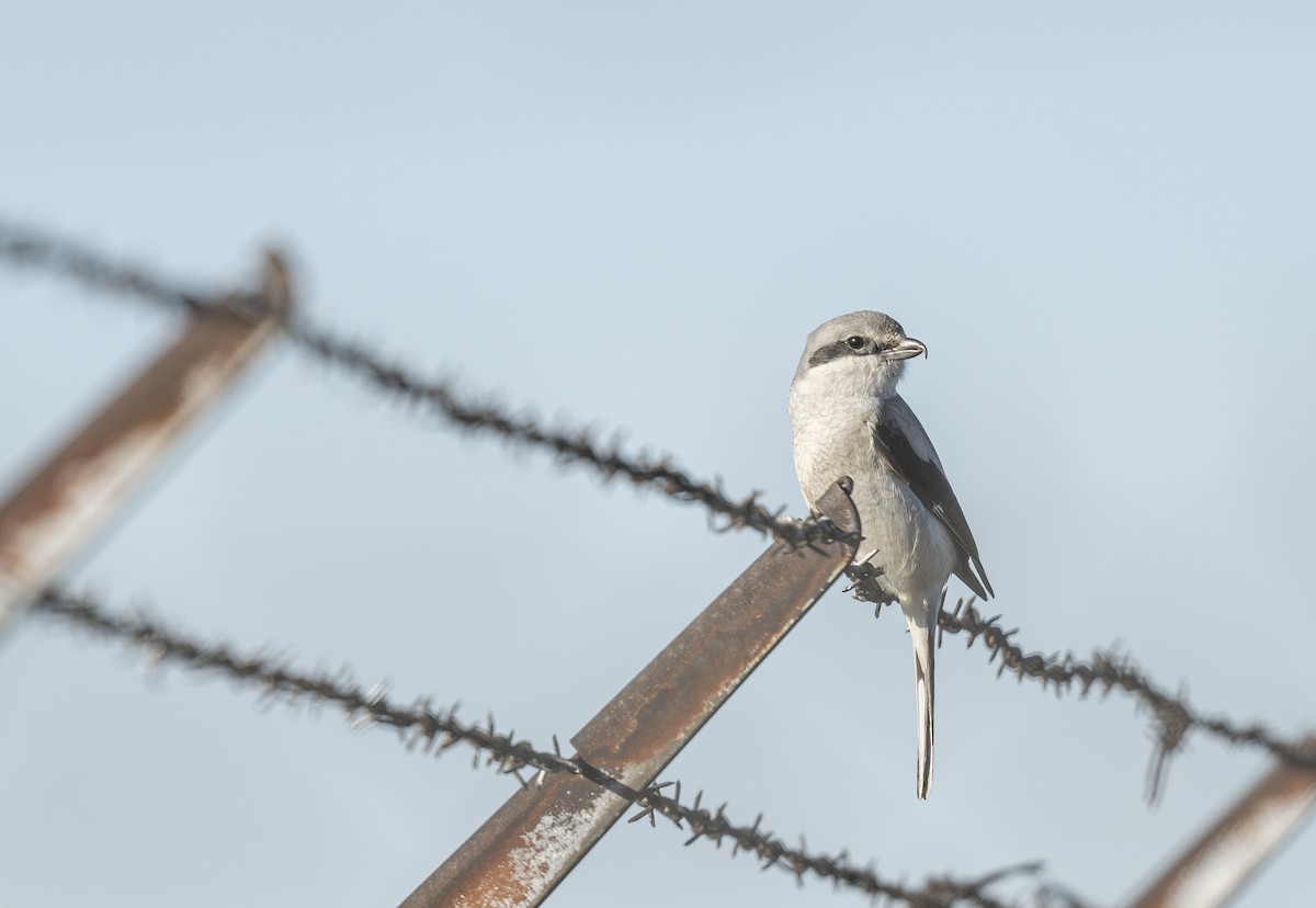 Northern Shrike - Benjamin Koenig