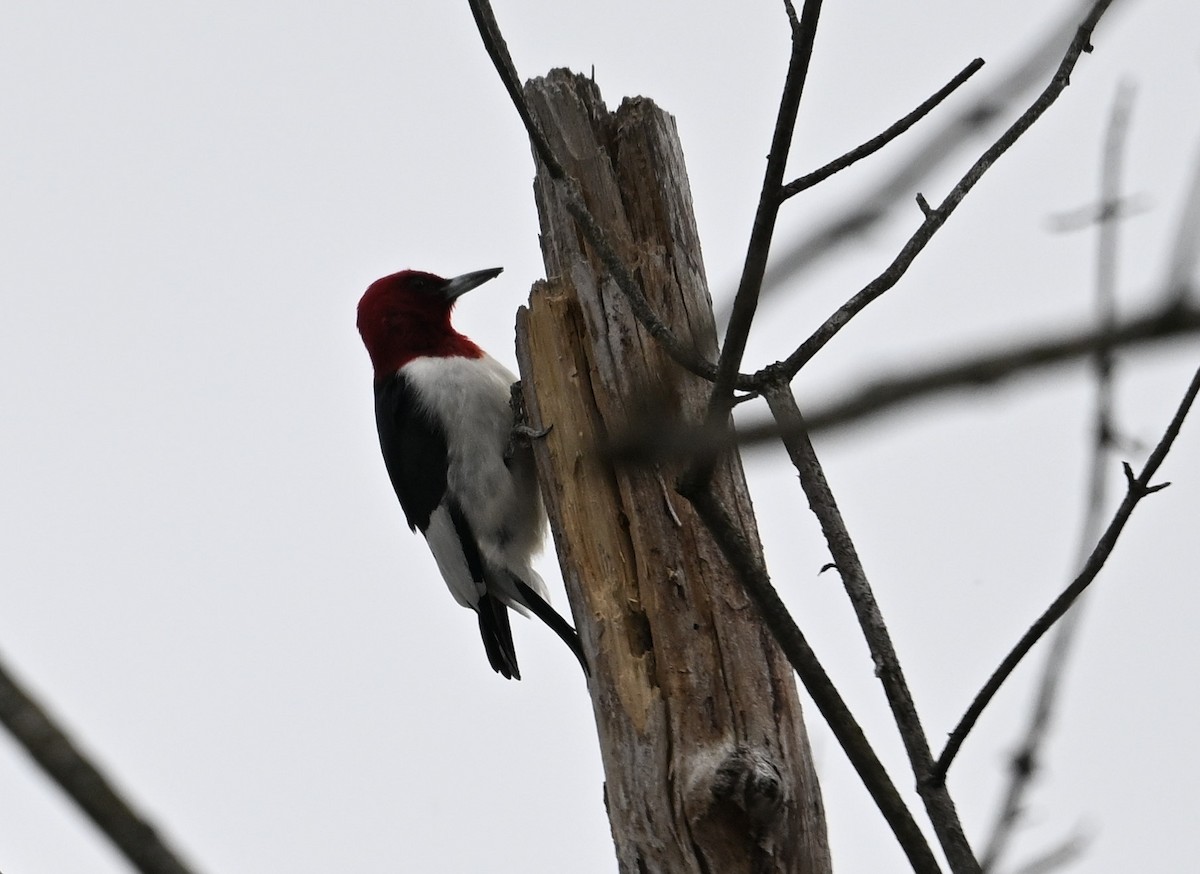 Red-headed Woodpecker - ML615869074