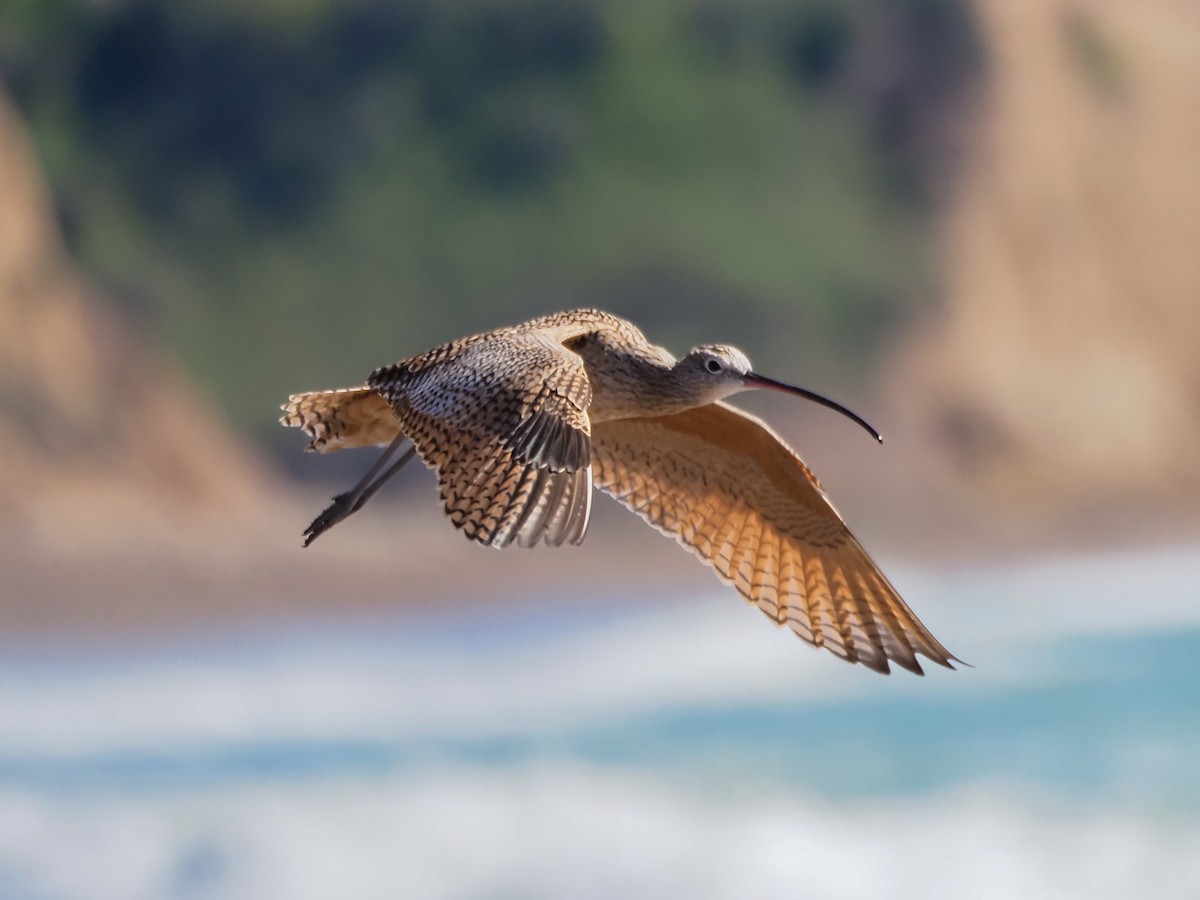 Long-billed Curlew - Karsten H