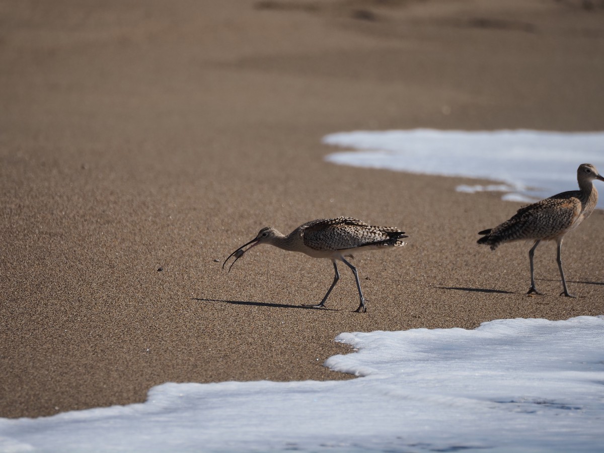 Long-billed Curlew - Karsten H