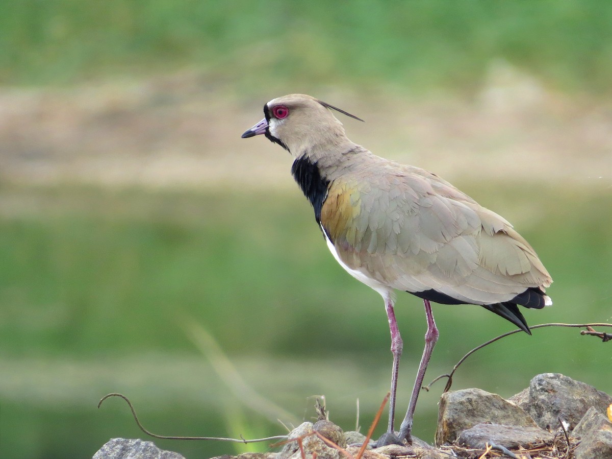 Southern Lapwing - ML615869145