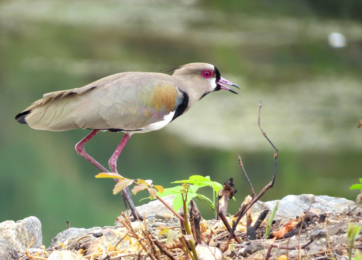 Southern Lapwing - Anderson León Natera