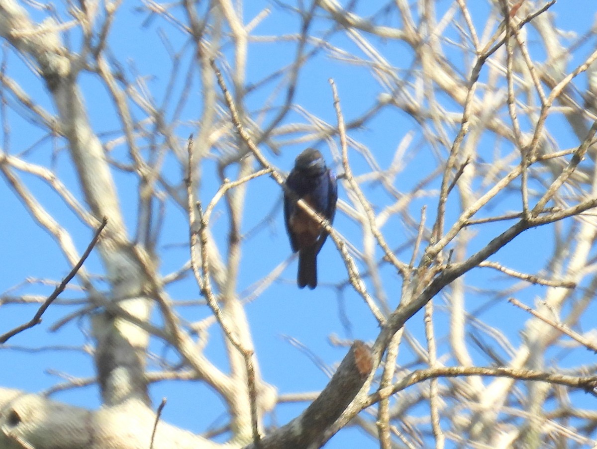 Opal-rumped Tanager (Opal-rumped) - ML615869226