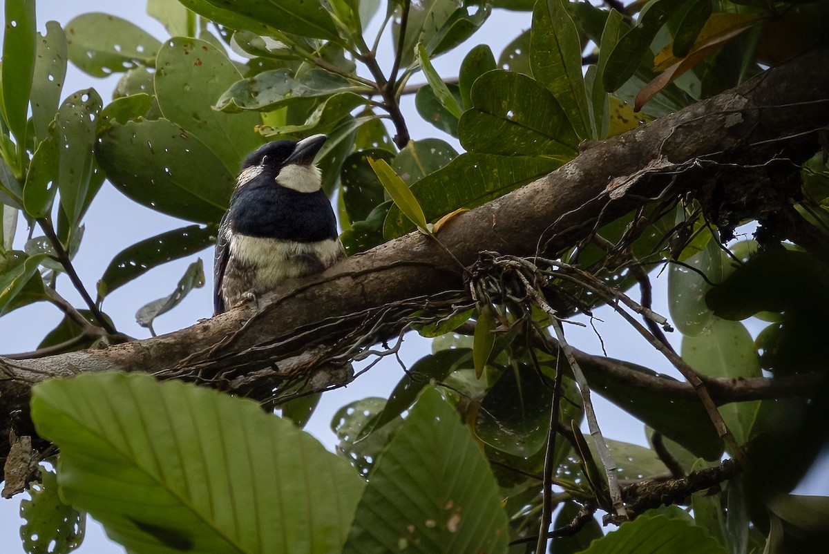 Black-breasted Puffbird - Mike “Champ” Krzychylkiewicz