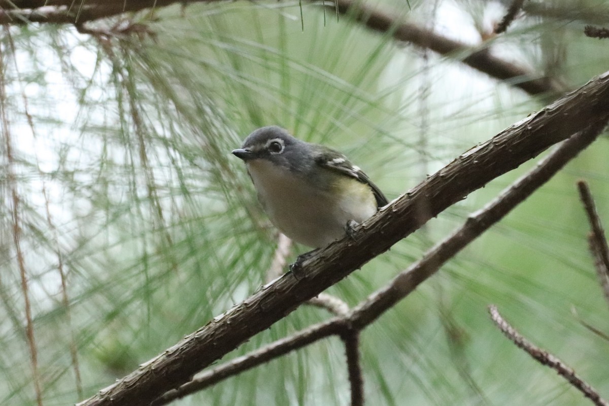 Blue-headed Vireo - ML615869285