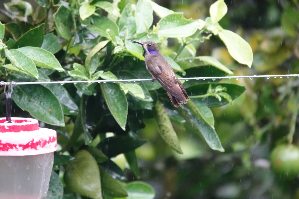 kolibřík fialovouchý - ML615869286
