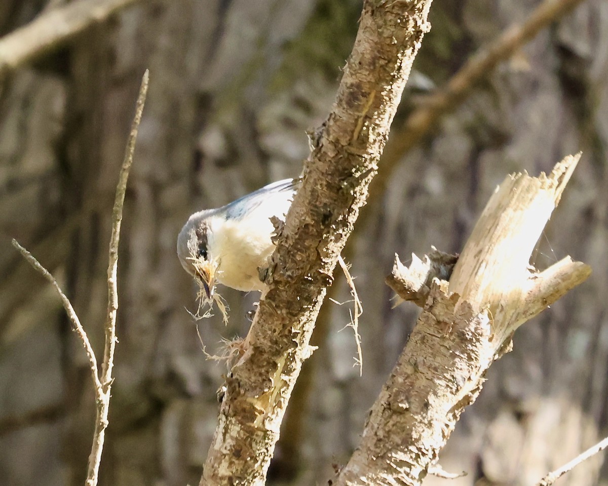 Pygmy Nuthatch - ML615869309