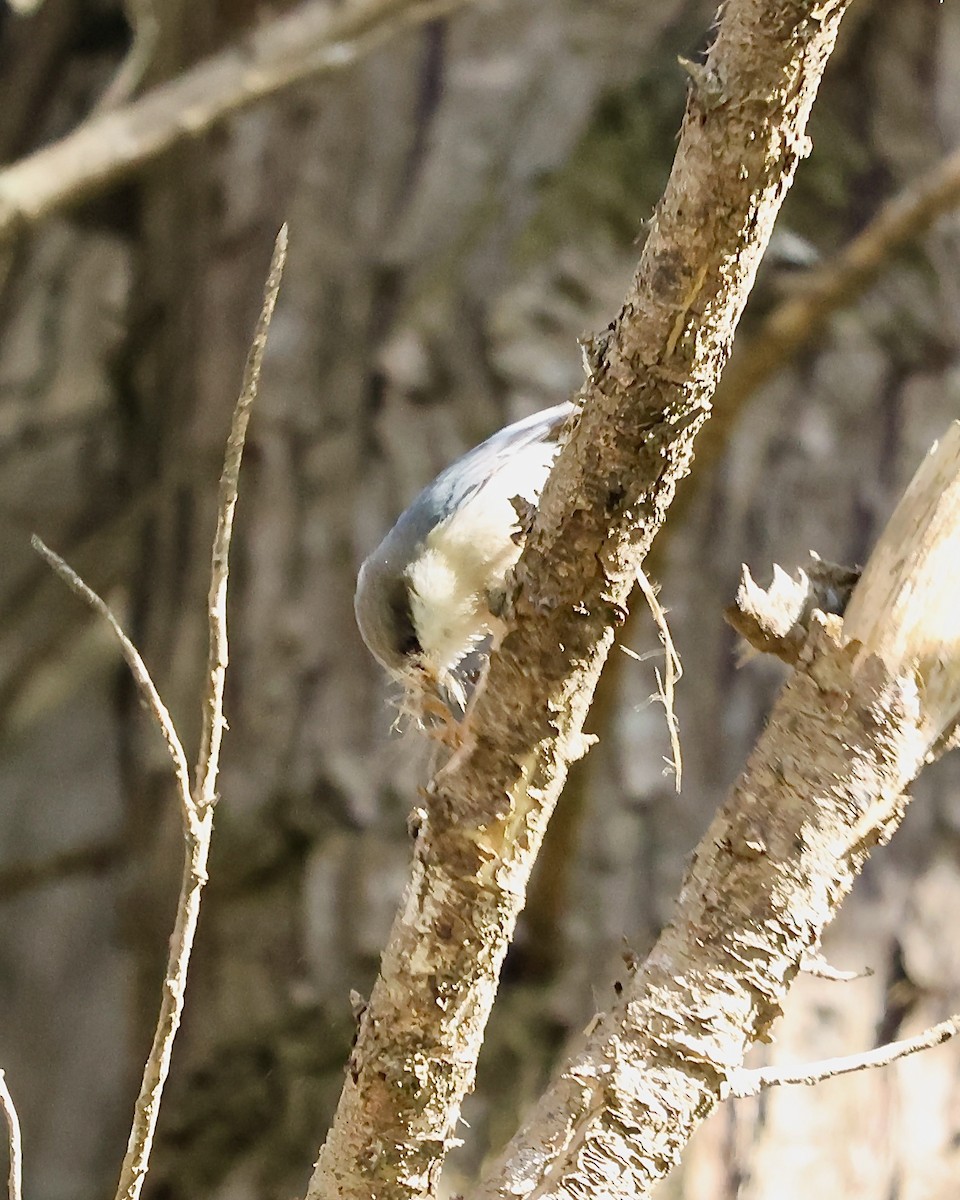 Pygmy Nuthatch - ML615869311