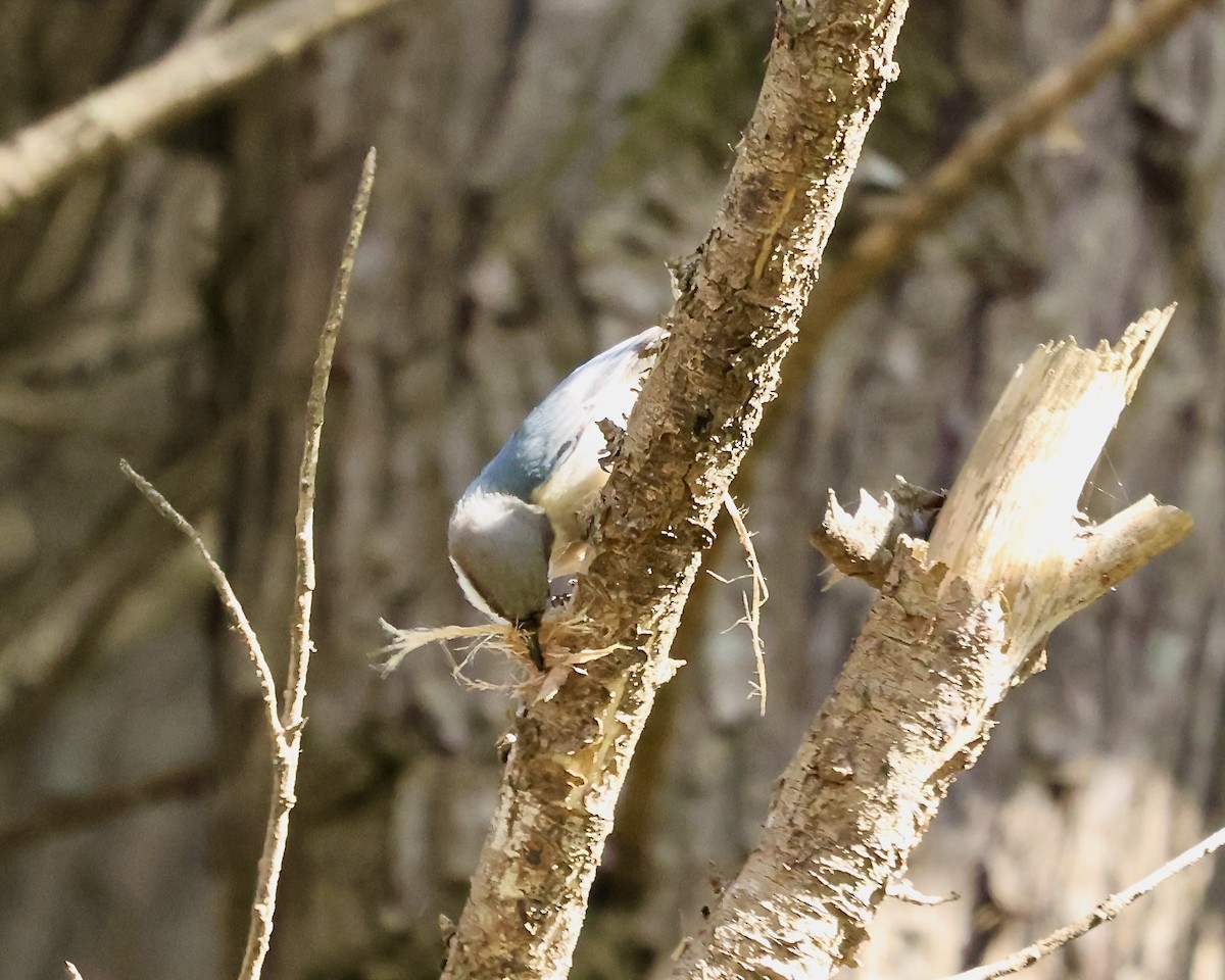 Pygmy Nuthatch - ML615869312