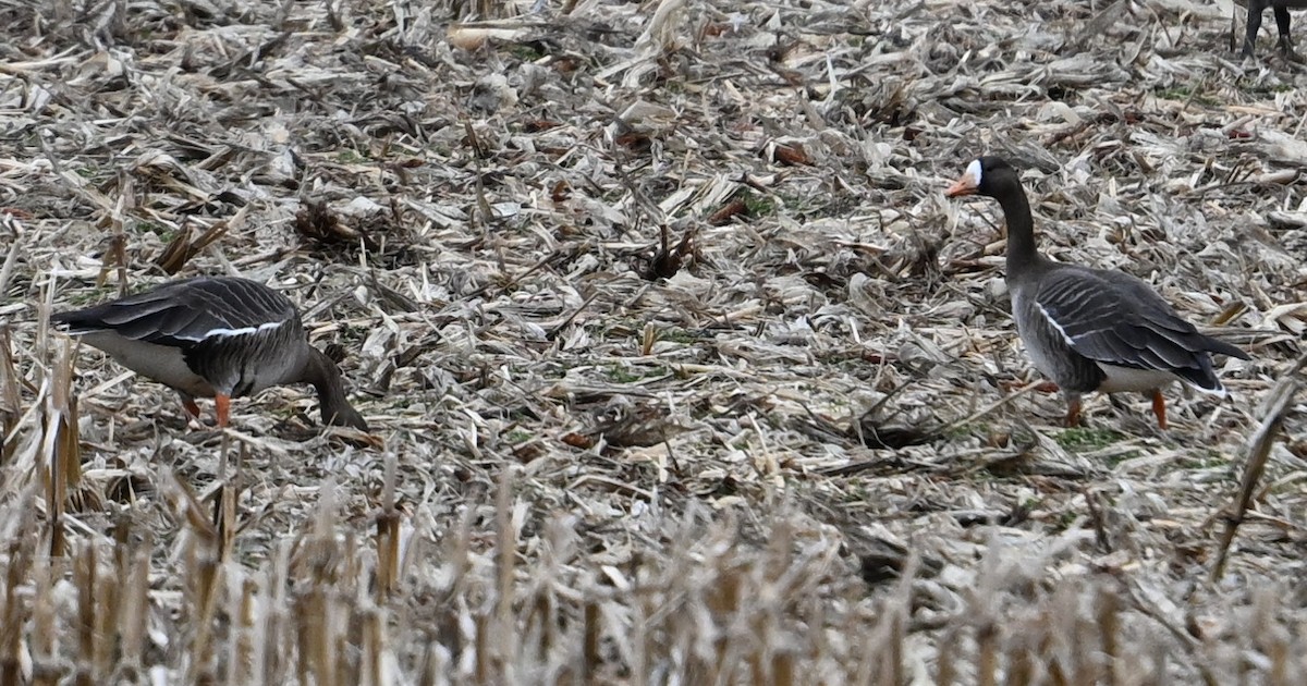 Greater White-fronted Goose - James Markham