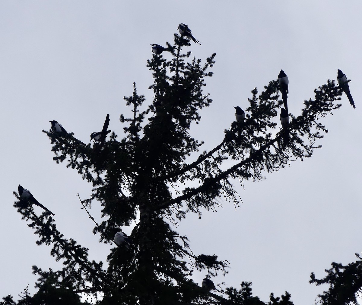 Black-billed Magpie - ML615869424